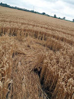 Garsington (3), Oxfordshire crop circle, aerial photo 4