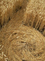 Garsington (3), Oxfordshire crop circle, aerial photo 5