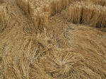 Garsington (3), Oxfordshire crop circle, aerial photo 7