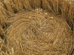 Garsington (3), Oxfordshire crop circle, aerial photo 8