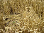 Kings Worthy, Hampshire crop circle, aerial photo 10