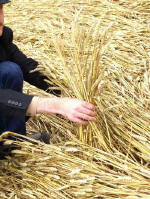 Kings Worthy, Hampshire crop circle, aerial photo 7