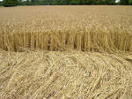 Kings Worthy, Hampshire crop circle, aerial photo 9