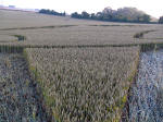 Crop Circle atLane End Down, Hampshire crop circle, aerial photo 7