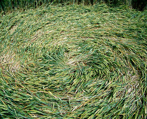 Lurkley Hill, Wiltshire crop circle, aerial photo 21