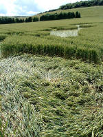 Lurkley Hill, Wiltshire crop circle, aerial photo 11