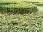 Lurkley Hill, Wiltshire crop circle, aerial photo 13