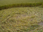 Meopham Station, Kent crop circle, aerial photo 11