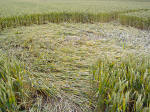 Meopham Station, Kent crop circle, aerial photo 14
