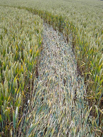 Meopham Station, Kent crop circle, aerial photo 8