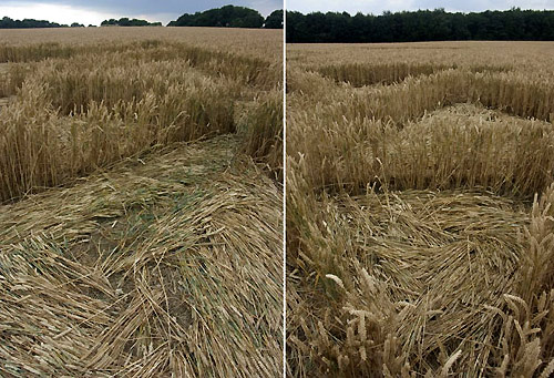 Savernake Forest, Wiltshire crop circle, aerial photo 5