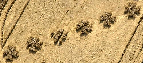 Savernake Forest, Wiltshire crop circle, aerial photo 3