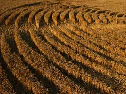 Shalbourne, Wiltshire crop circle, aerial photo 10