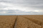 Wayland's Smithy, Oxfordshire crop circle, aerial photo 19