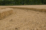 Wayland's Smithy, Oxfordshire crop circle, aerial photo 20