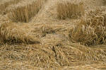 Wayland's Smithy, Oxfordshire crop circle, aerial photo 25