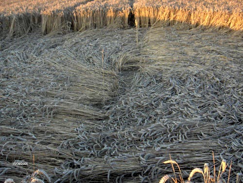 Weston Turville, Buckinghamshire crop circle, aerial photo 2