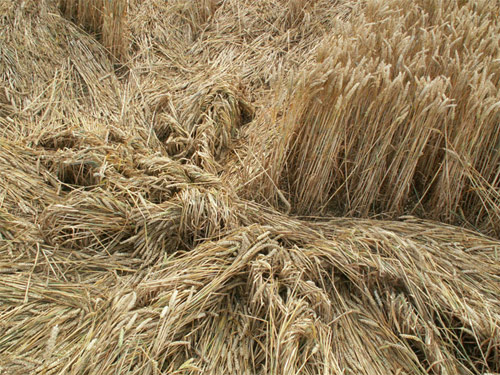 Aldbourne (1), Wiltshire crop circle, aerial photo 13