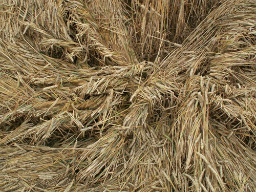 Aldbourne (1), Wiltshire crop circle, aerial photo 14