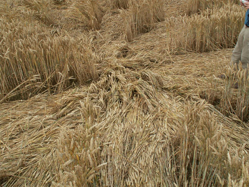Aldbourne (1), Wiltshire crop circle, aerial photo 15