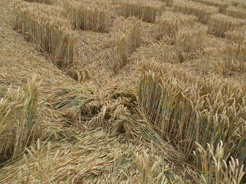 Aldbourne (1), Wiltshire crop circle, aerial photo 27