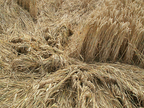 Aldbourne (1), Wiltshire crop circle, aerial photo 29