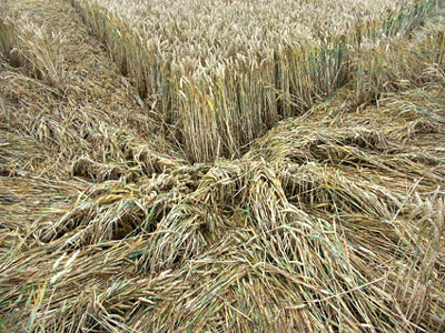 Aldbourne (1), Wiltshire crop circle, aerial photo 6