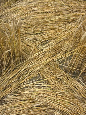 Aldbourne (2), Wiltshire crop circle, aerial photo 17