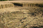 Avebury Manor, Wiltshire crop circle, aerial photo 9