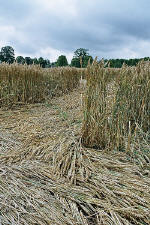 Avebury Manor, Wiltshire crop circle, aerial photo 37