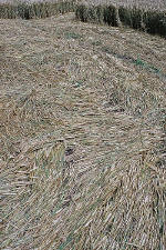Avebury Manor, Wiltshire crop circle, aerial photo 39