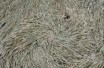 Avebury Manor, Wiltshire crop circle, aerial photo 48