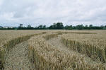 Avebury Manor, Wiltshire crop circle, aerial photo 55