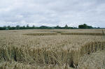 Avebury Manor, Wiltshire crop circle, aerial photo 56