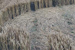 Avebury Manor, Wiltshire crop circle, aerial photo 62
