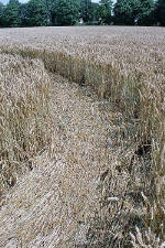 Avebury Manor, Wiltshire crop circle, aerial photo 68