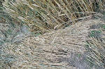 Avebury Manor, Wiltshire crop circle, aerial photo 67
