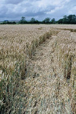 Avebury Manor, Wiltshire crop circle, aerial photo 66