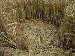 Avebury Manor, Wiltshire crop circle, aerial photo 24