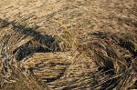Avebury Manor, Wiltshire crop circle, aerial photo 10