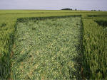 Avebury Trusloe, Wiltshire crop circle, aerial photo 15
