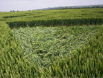 Avebury Trusloe, Wiltshire crop circle, aerial photo 16