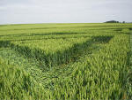 Avebury Trusloe, Wiltshire crop circle, aerial photo 18