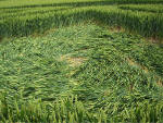 Avebury Trusloe, Wiltshire crop circle, aerial photo 21