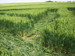 Avebury Trusloe, Wiltshire crop circle, aerial photo 22