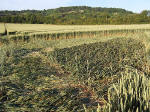 Bluebell Hill, Kent crop circle, aerial photo 9
