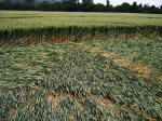 Bluebell Hill, Kent crop circle, aerial photo 10