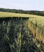 Bluebell Hill, Kent crop circle, aerial photo 13