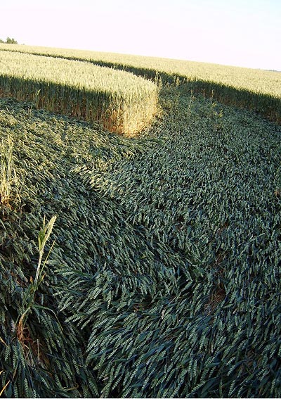 Bluebell Hill, Kent crop circle, aerial photo 8