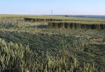 Bluebell Hill, Kent crop circle, aerial photo 11